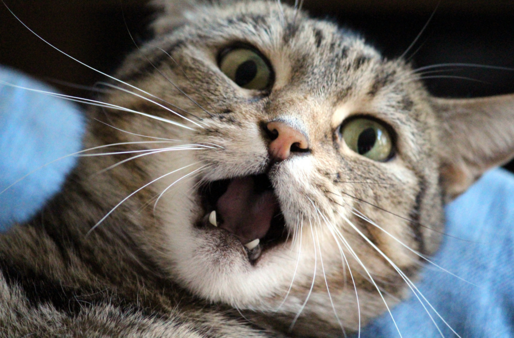 渣女；感情；交友